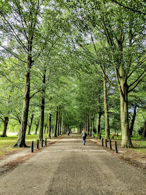 A straight pathway through a park lined with tall, mature trees on both sides, their branches creating a canopy overhead filled with fresh green leaves. The pathway is paved and wide enough for vehicles or multiple pedestrians, with black bollards along the edge to prevent parking or encroachment. Several people are walking along the path, some alone and others in groups, dressed in casual clothing suitable for mild weather. The park area includes open grassy spaces visible beyond the trees, with sunlight filtering through the leaves, casting dappled shadows on the ground. The scene portrays a peaceful, well-maintained outdoor environment ideal for leisure walks or outdoor activities, characteristic of a central urban park area often utilized during home relocations or outdoor leisure moments associated with moving activities in Holland Park.
