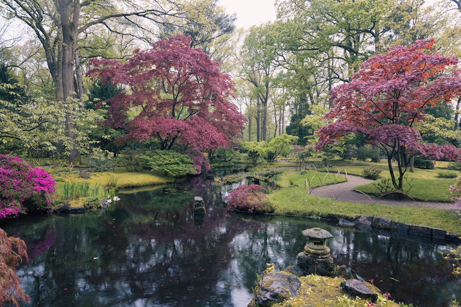 A serene Japanese-style garden featuring a small pond with dark, reflective water surrounded by lush green grass and various shrubs. Two prominent cherry blossom trees with vibrant pink and purple flowers extend over the pond, their branches creating a canopy of color. In the background, tall trees with fresh green leaves provide a natural backdrop, along with a narrow gravel pathway curving through the garden. A traditional stone lantern is situated near the pond’s edge on rocks, and a few garden tools or structures are visible, indicating maintenance activity. The scene is evenly lit with natural daylight, highlighting the vivid colors of the flowering trees and foliage, representing a peaceful environment suitable for home relocation or garden landscaping projects related to moving services. The image subtly aligns with professional removals by emphasizing careful handling of delicate landscape features that could be part of a house clearance or property transfer managed by [COMPANY_NAME].