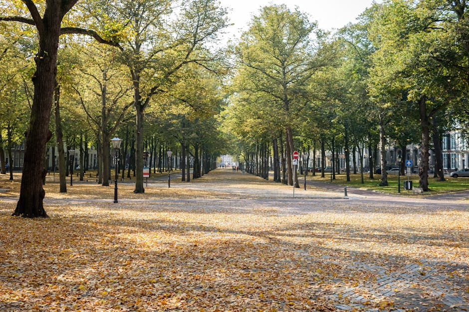 A wide outdoor scene showing a tree-lined street during daytime with lush green foliage overhead. The ground is covered with fallen leaves, creating a natural carpet along the paved pathway. Several lamp posts and traffic signs are visible along the sides of the street, with parked cars and buildings in the background. The image captures the peaceful atmosphere of a suburban or city park area, which could be relevant for house removals or moving services related to Holland Park, as part of the logistics and access considerations involved in home relocation managed by [COMPANY_NAME]. The scene is well-lit with natural sunlight filtering through the leaves, emphasizing the seasonal transition and the outdoor setting for furniture transport, packing, and loading processes.